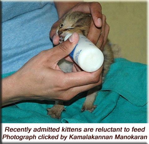 Devna Arora - Recently admitted kittens are reluctant to feed